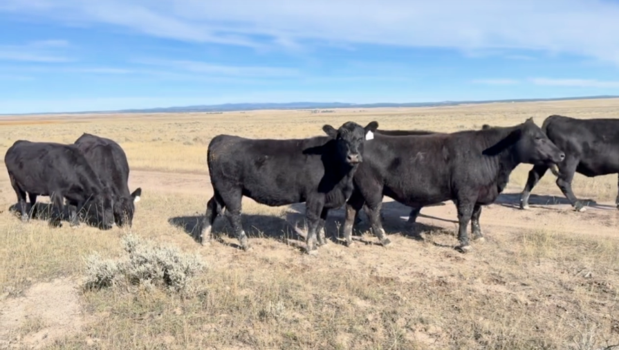 FANCY, 1 iron, 1050 lb bred heifers, can be Registered!- BH1024B5